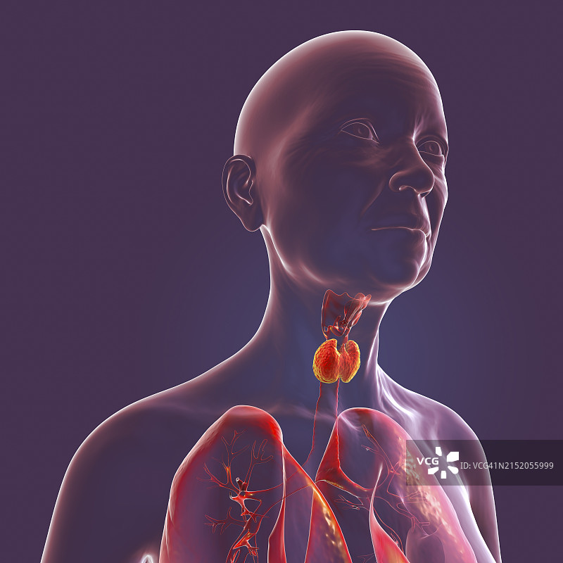 健康的甲状腺，3D 插图图片素材