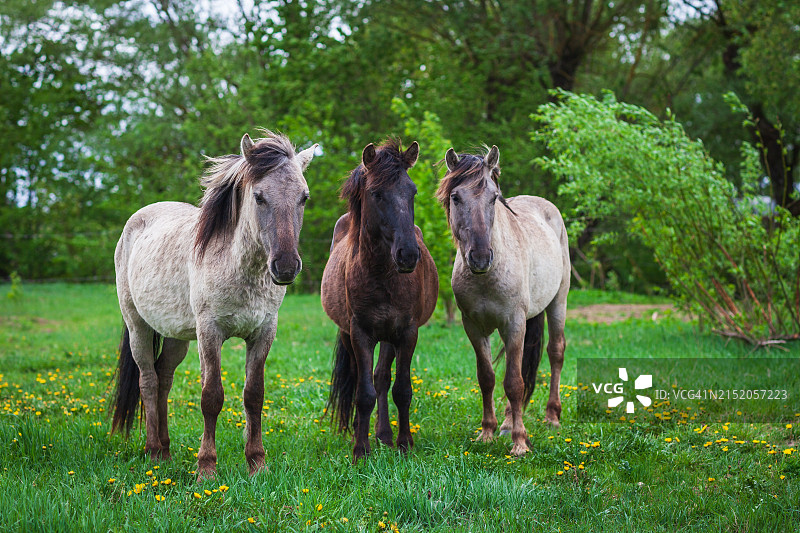 叶尔加瓦市利耶卢佩河草甸上的野马图片素材