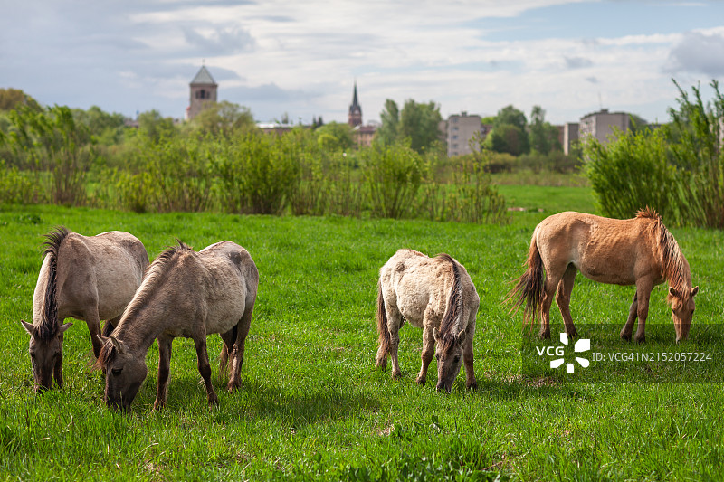 叶尔加瓦市利耶卢佩河草甸上的野马图片素材