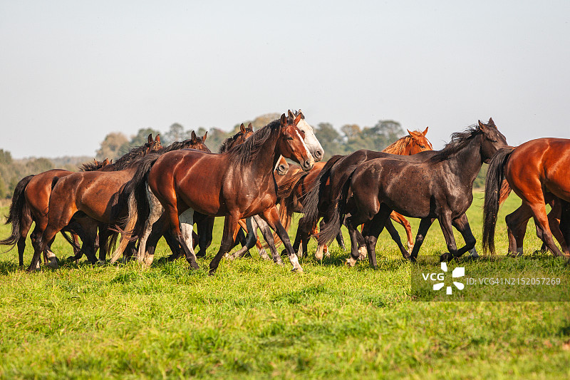 拉脱维亚泽姆加尔特尔韦泰夏季牧场的马匹图片素材