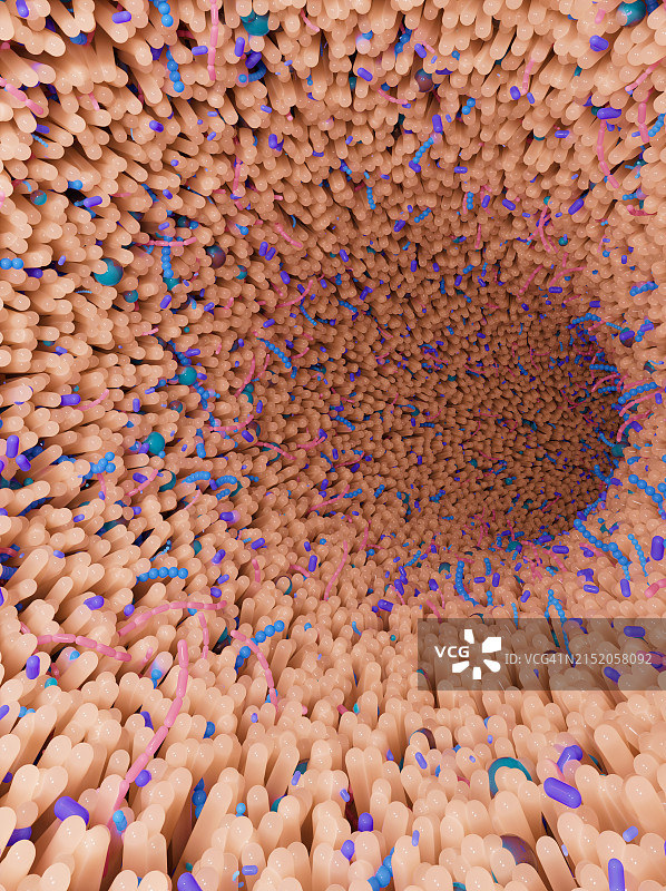 肠道菌群插画图片素材