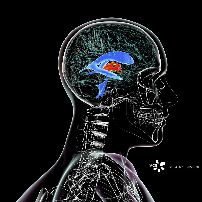 第三脑室图示图片素材