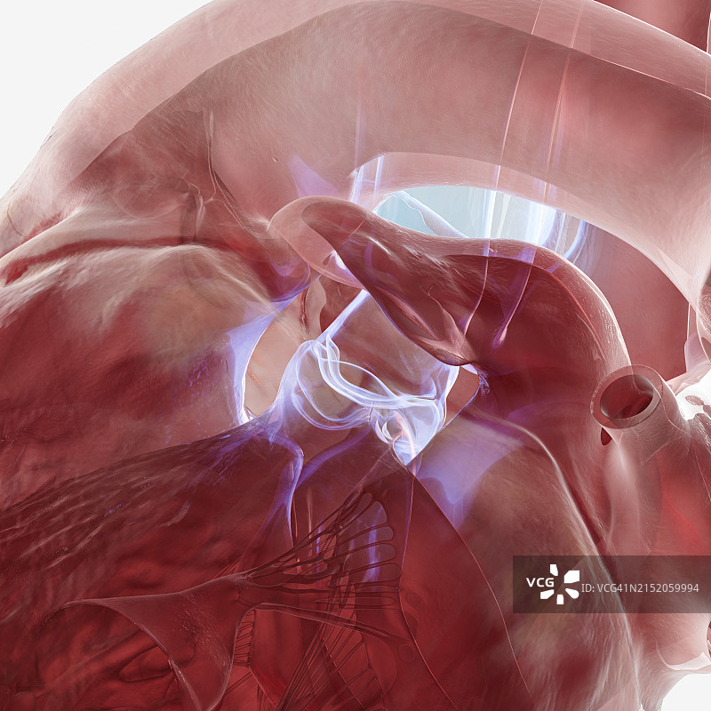 人类心脏主动脉瓣插图图片素材