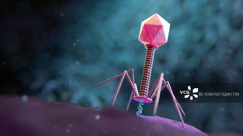 噬菌体感染细菌，图示图片素材