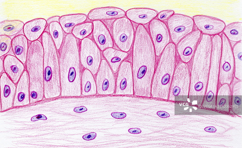 移行上皮插画图片素材