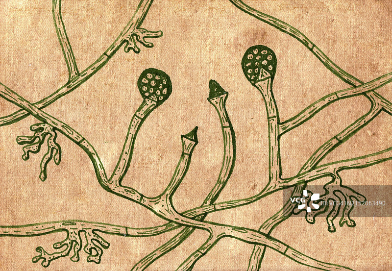 伞枝犁头霉菌插图图片素材