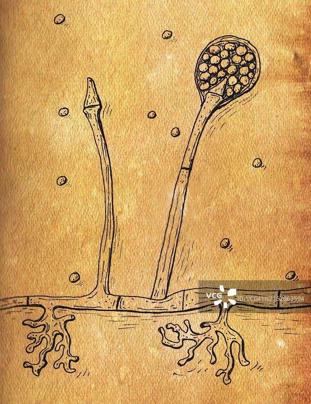 伞枝犁头霉菌插图图片素材