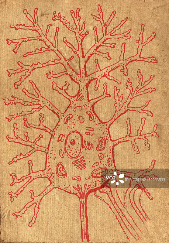运动神经元结构图图片素材