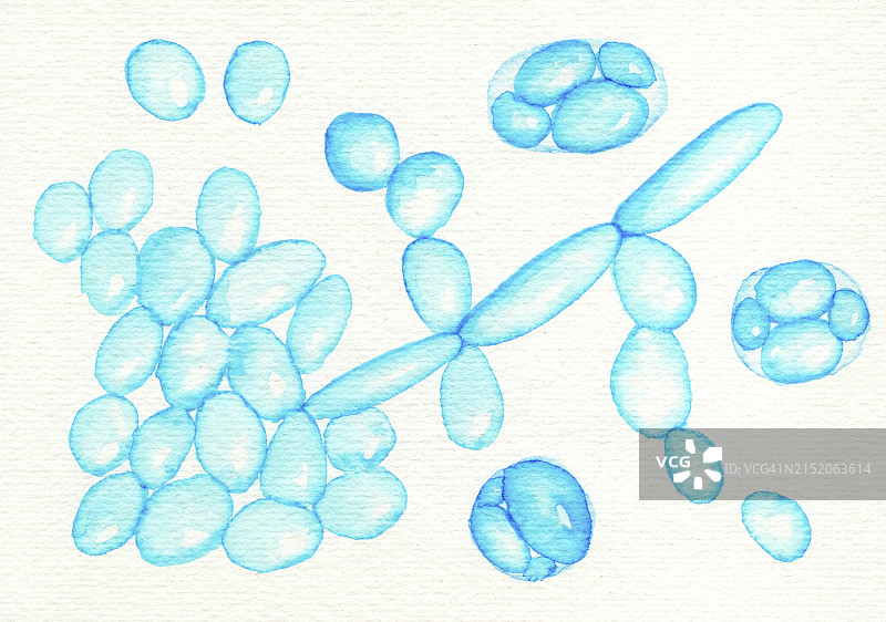 酿酒酵母插画图片素材