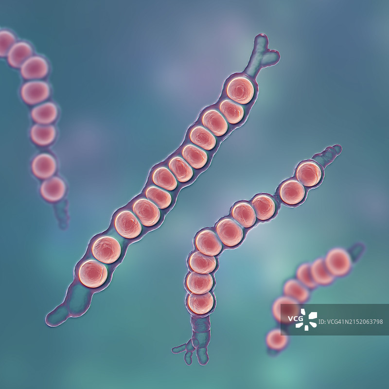 疣状毛癣菌真菌插图图片素材