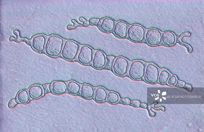 疣状毛癣菌真菌插图图片素材