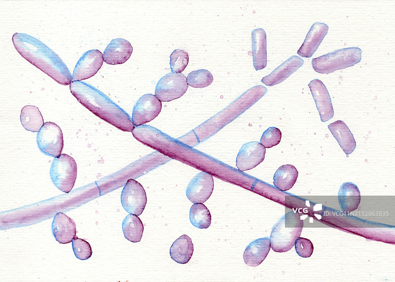 毛孢子菌，图示图片素材