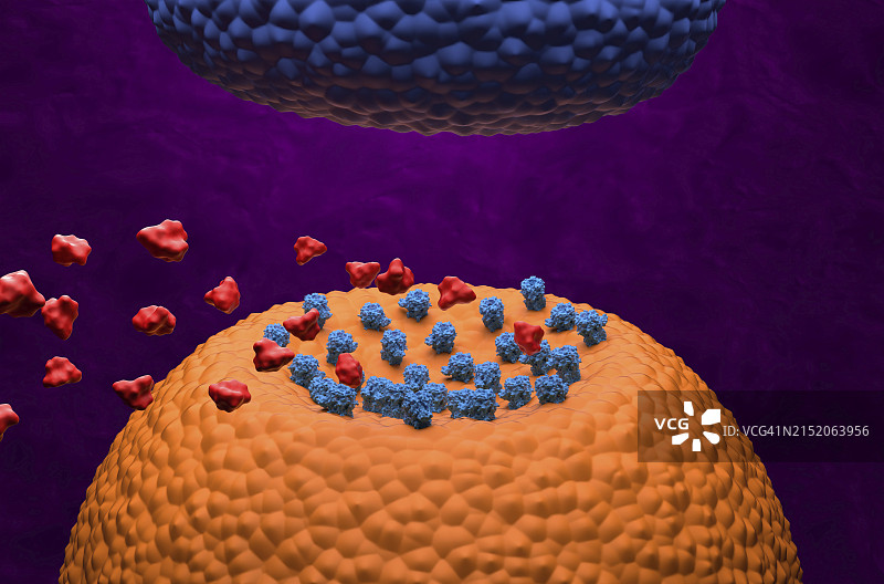 阿片类分子和GABA受体图片素材