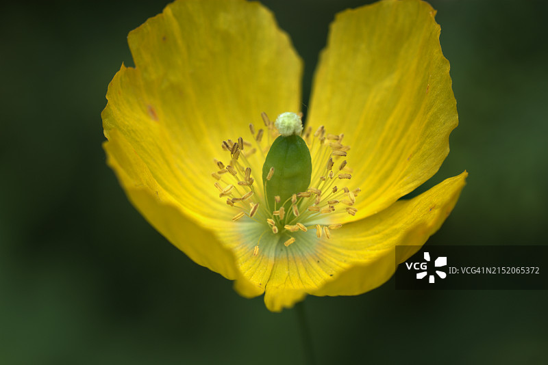 鬼罂粟图片素材