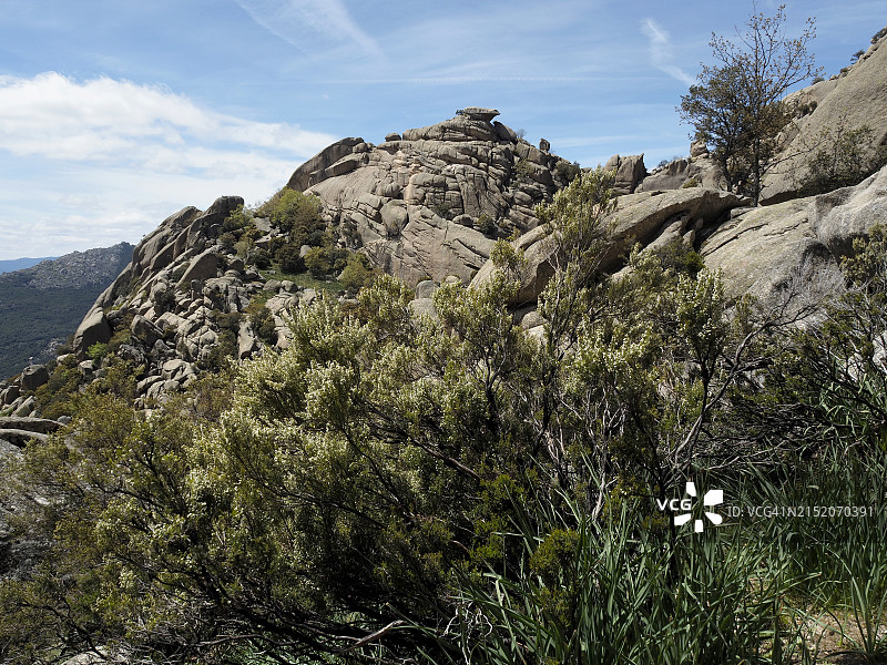马纳萨雷斯河上游盆地地区公园的白色树花（西班牙联合国教科文组织生物圈保护区）图片素材
