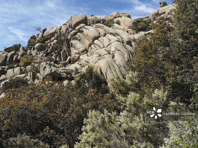 马纳萨雷斯河上游盆地地区公园的白色树花（西班牙联合国教科文组织生物圈保护区）图片素材