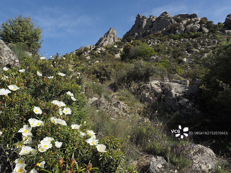 西班牙马德里卡夫雷拉山脉开花的胶石玫瑰图片素材
