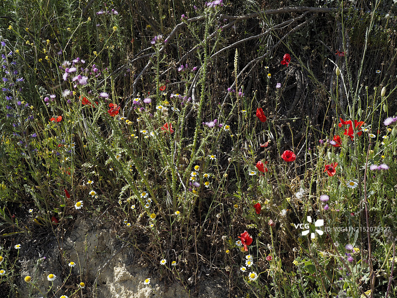 西班牙马德里和瓜达拉哈拉之间拉斯卡卡瓦斯 (Las Carcavas) 的彩色野花图片素材