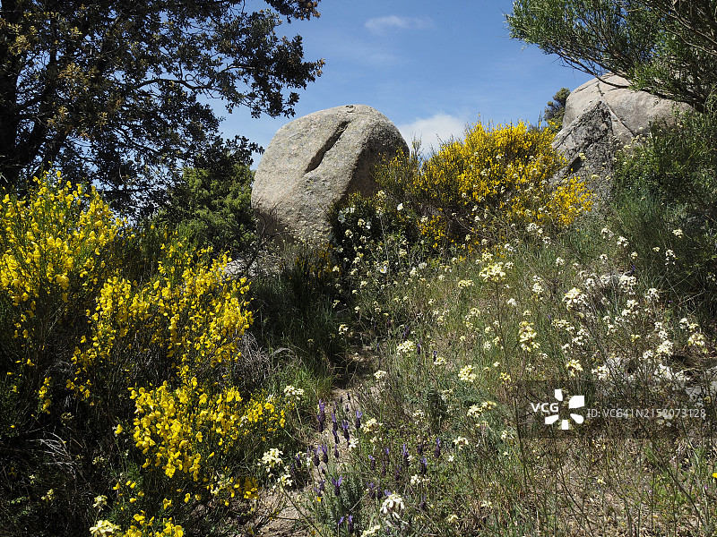 西班牙马德里卡夫雷拉山脉的春季图片素材