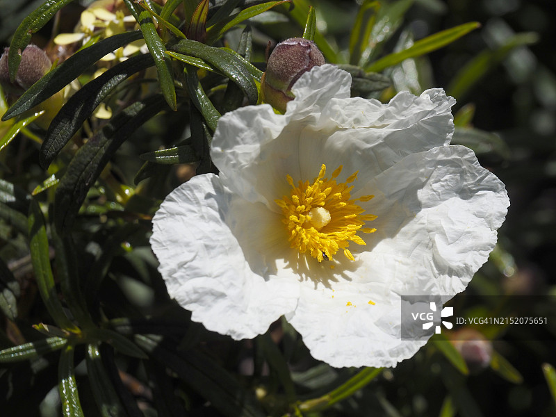 西班牙马德里卡夫雷拉山脉开花的胶石玫瑰图片素材