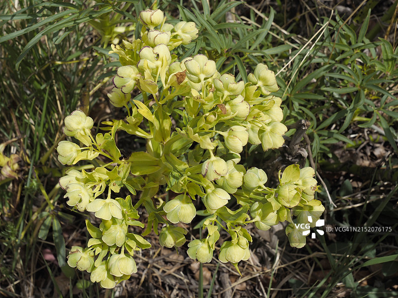 在西班牙阿拉贡自治区阿里亚加地质公园盛开的臭嚏根草图片素材