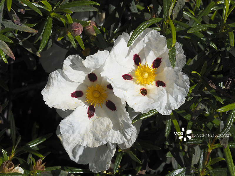 西班牙马纳萨雷斯上游盆地地区公园胶岩蔷薇图片素材