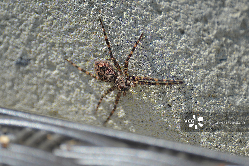 暗色渔猎蜘蛛图片素材