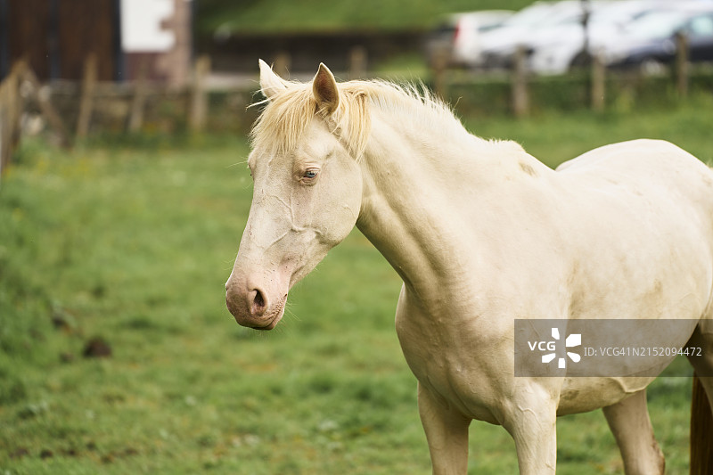 站在草地上看着镜头的白色马特写肖像图片素材