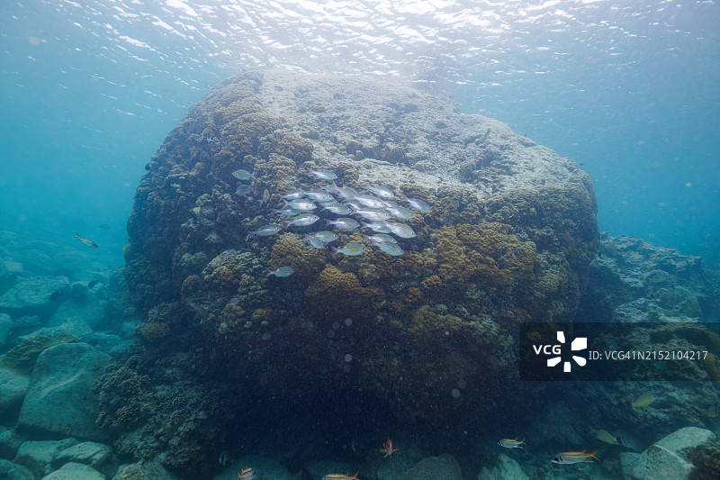 冲绳座间味村阿嘉岛久志原海滩的黄斑皇帝鱼图片素材