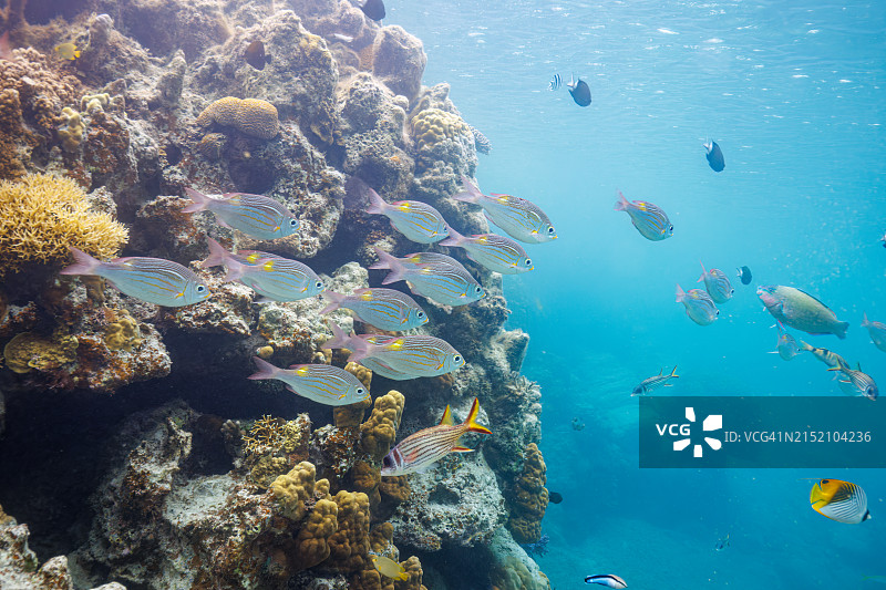 冲绳座间味村阿嘉岛久志原海滩的黄斑皇帝鱼图片素材