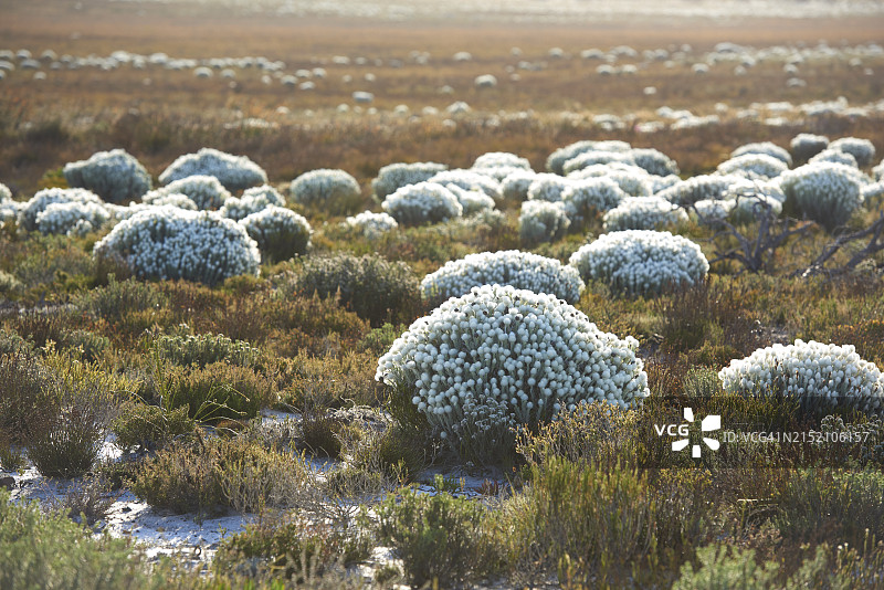 雪永生花图片素材