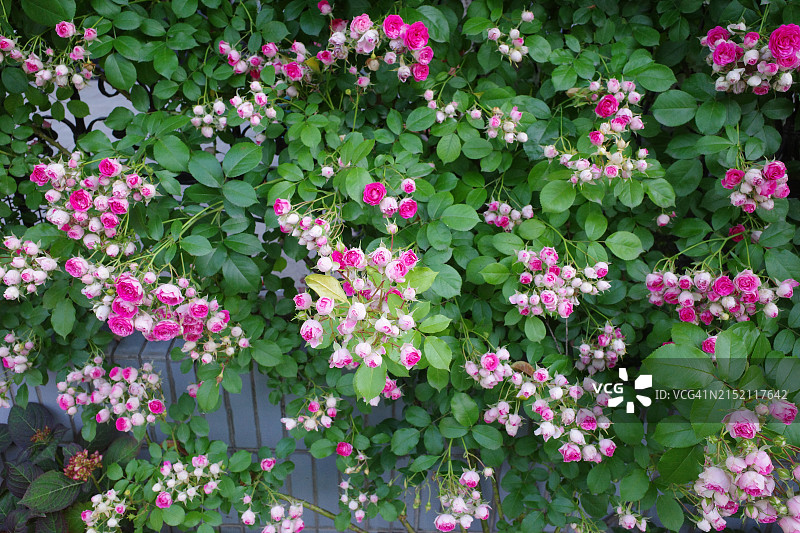 攀援玫瑰全画幅图片素材