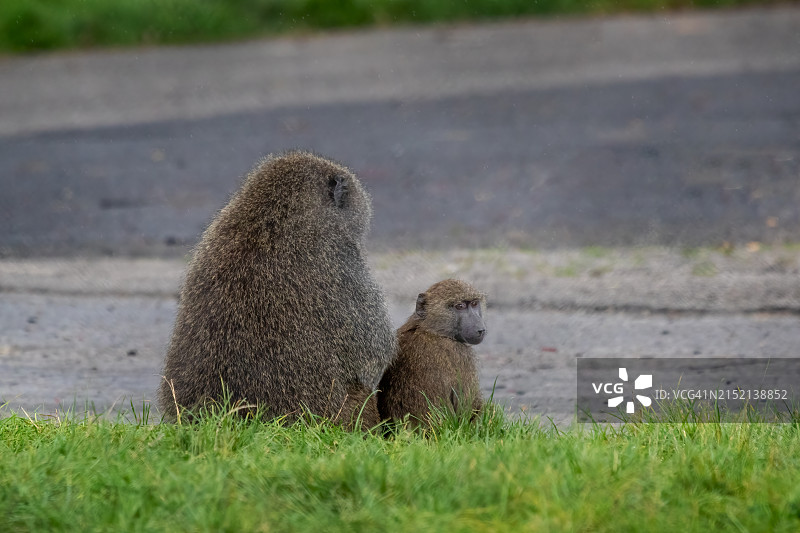 狒狒家族图片素材