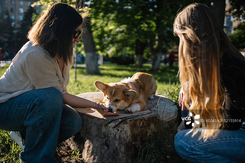 有爱的母亲和女儿蹲在树桩旁，看着可爱的柯基图片素材