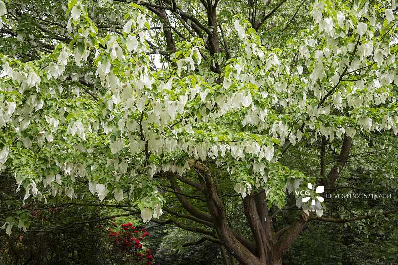 晚春开满花的珙桐或手帕树图片素材