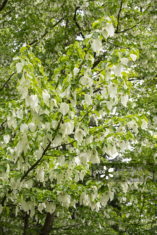 晚春开满花的珙桐或手帕树图片素材
