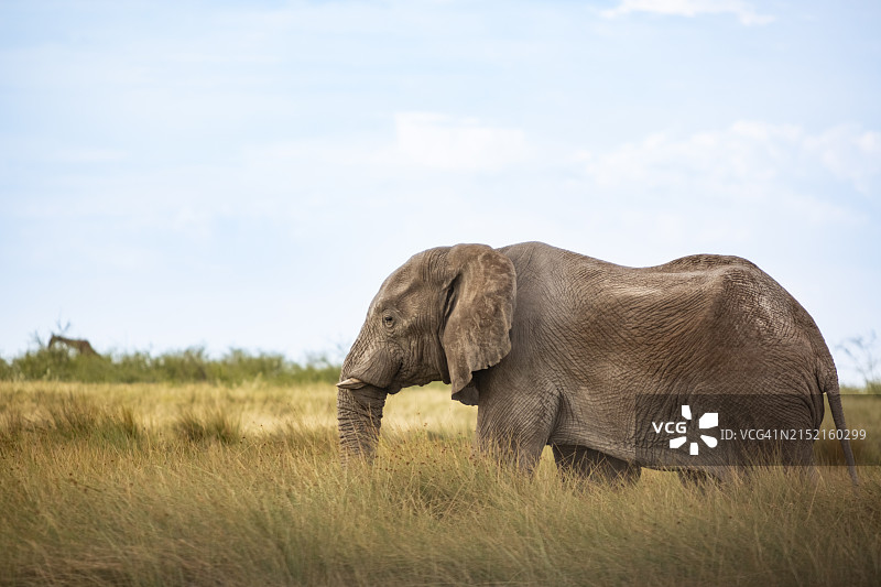 纳米比亚埃托沙盐沼独行大象图片素材
