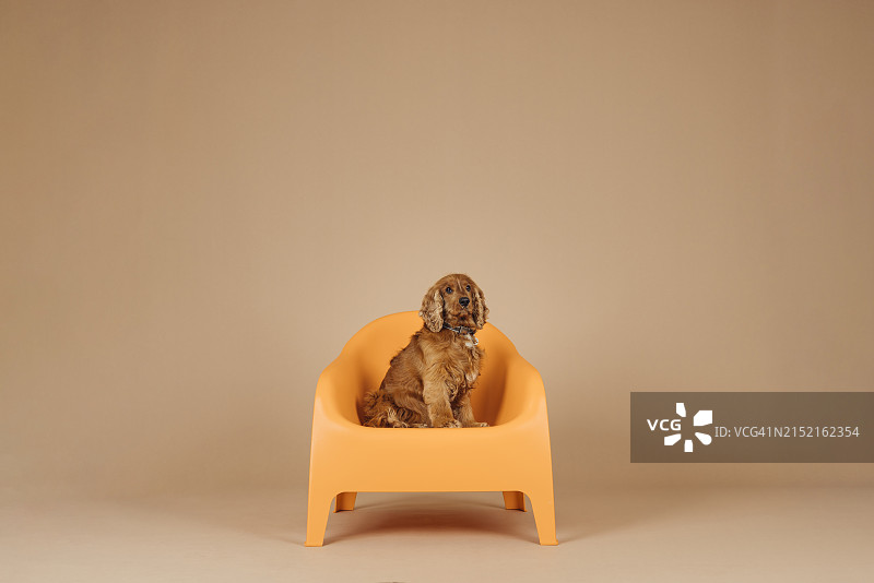 坐在工作室里的红色可卡犬图片素材