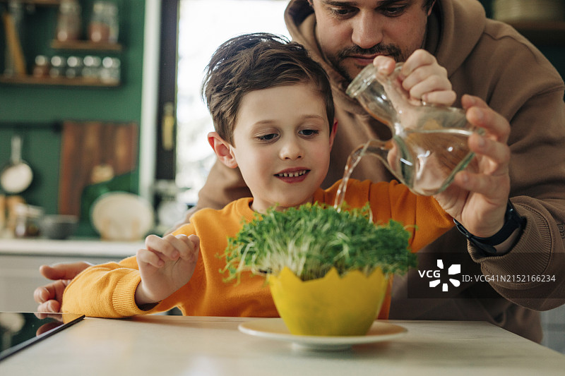 父子在家中厨房浇灌盆栽蔬菜图片素材