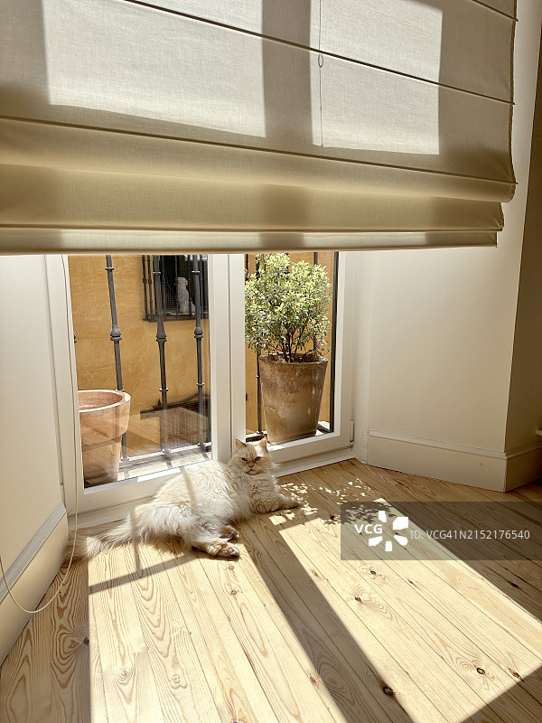 在窗边休息的白色波斯猫图片素材