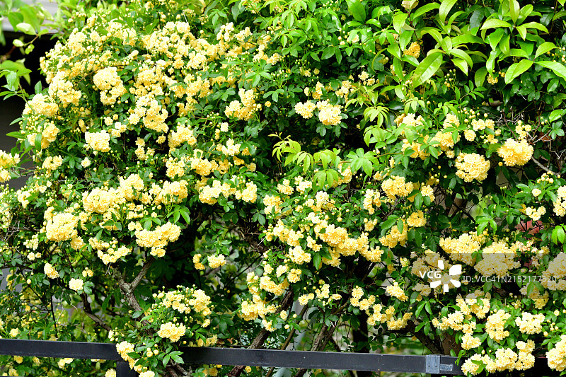 蔷薇科蔓生灌木：粉团蔷薇图片素材