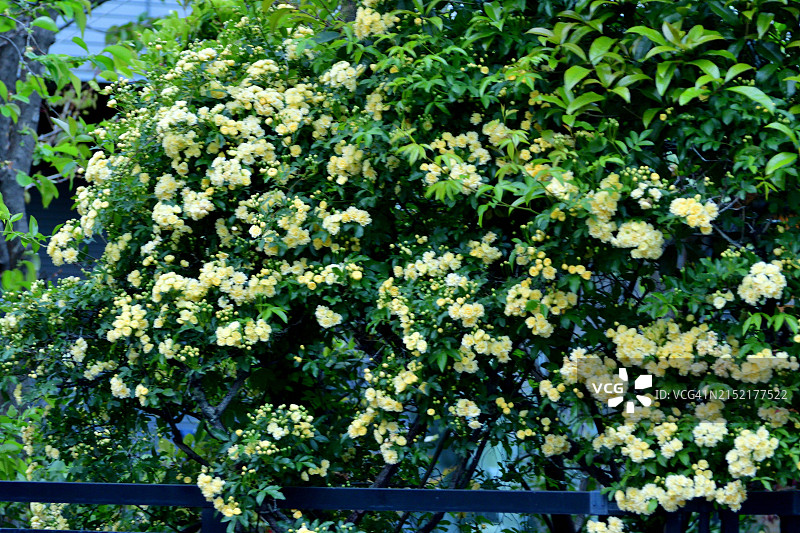 蔷薇科蔓生灌木：粉团蔷薇图片素材