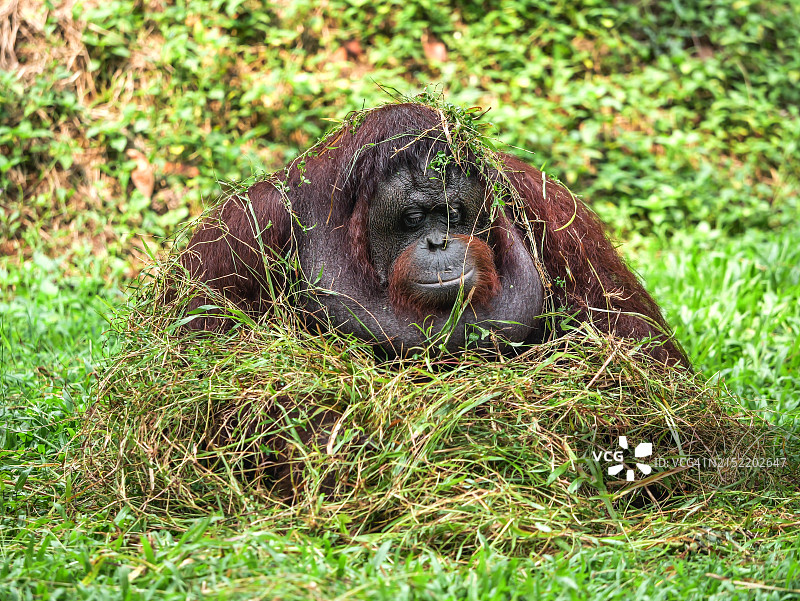 有趣的婆罗洲猩猩图片素材