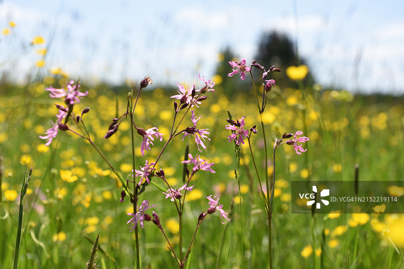蝇子草图片素材