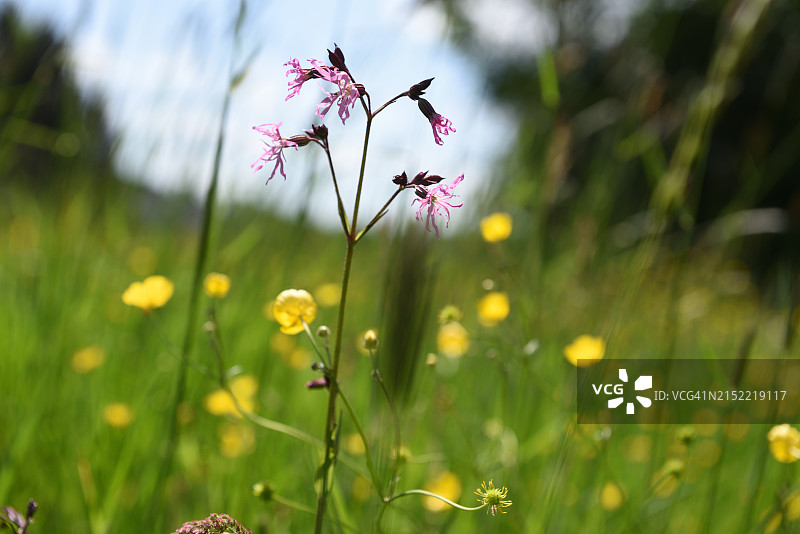 蝇子草图片素材