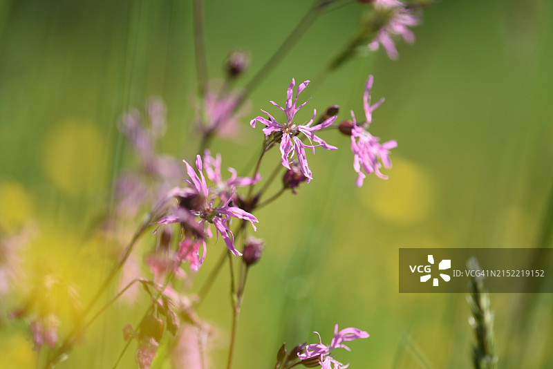 蝇子草图片素材