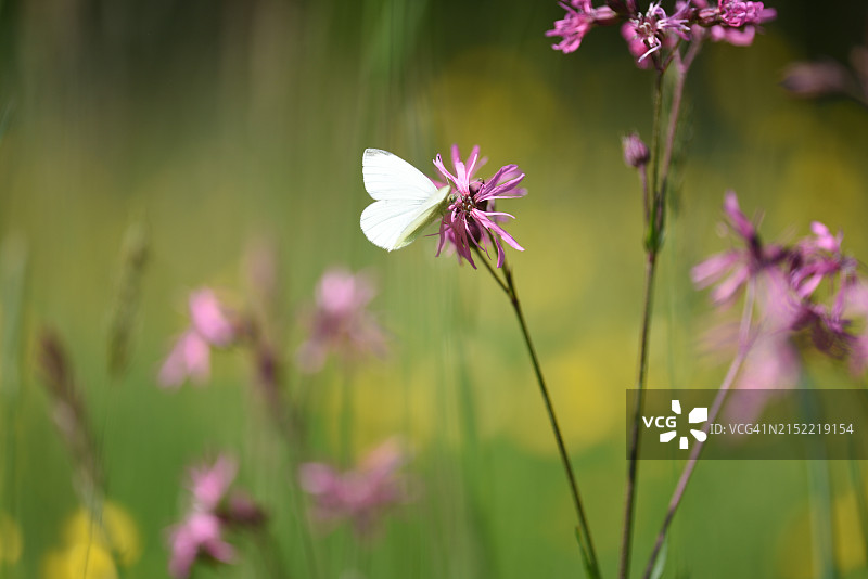 剪秋罗与蝴蝶图片素材