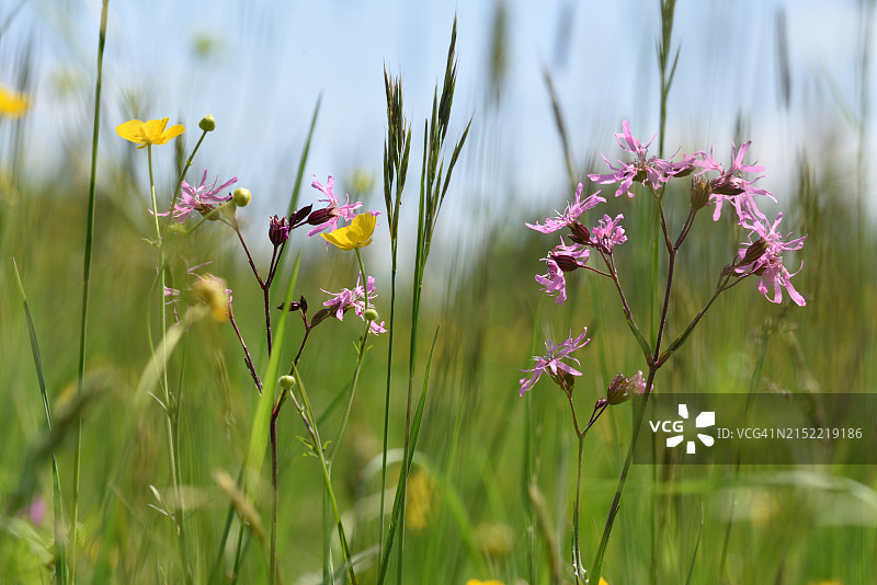 蝇子草图片素材