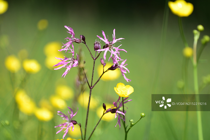 蝇子草图片素材