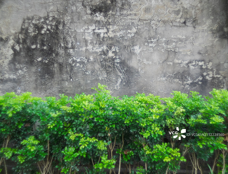 混凝土墙边的灌木丛图片素材